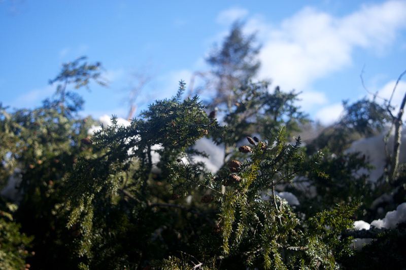 Illustration for article titled Wooly Adelgid vs. Eastern Hemlock